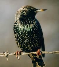 Sturnus_vulgaris.jpg